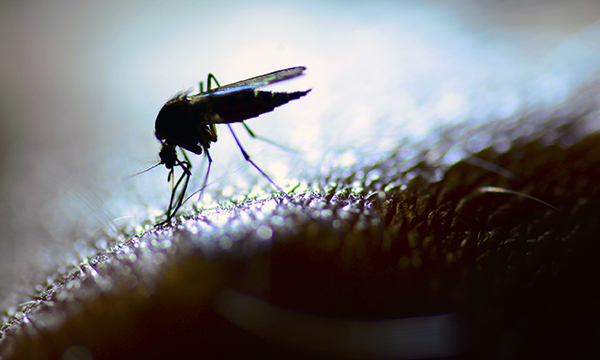 Insect bite