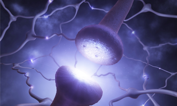 Neurons