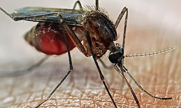 Dengue fever