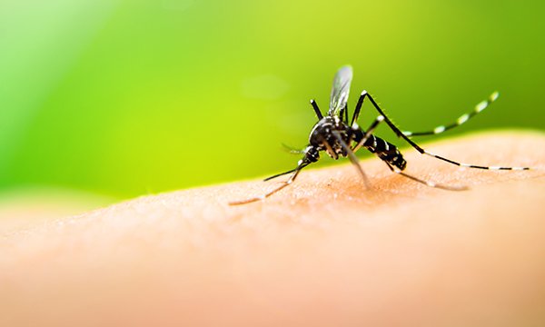 Mosquito
