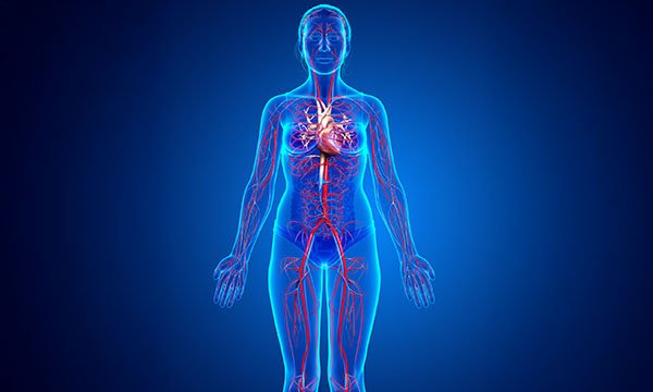 Bioscience in nursing: cgi image of woman to show the human cardiovascular system