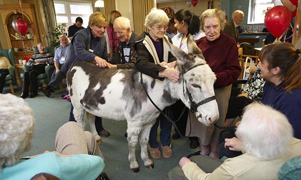 Donkey visit